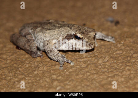 Grauer Baumfrosch / nid de mousse gris ou dans le sud de la rainette versicolore rainette nid de mousse / Chiromantis xerampelina Banque D'Images