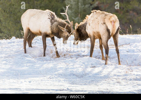 L'entraînement de wapitis dans le parc national Banff, Alberta, Canada Banque D'Images