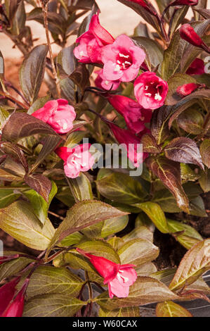 Weigela florida Wine and Roses Alexandra un arbuste à feuilles caduques avec fleurs sur fond de feuilles de couleur bronze Banque D'Images