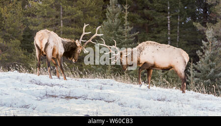 L'entraînement de wapitis dans le parc national Banff, Alberta, Canada Banque D'Images