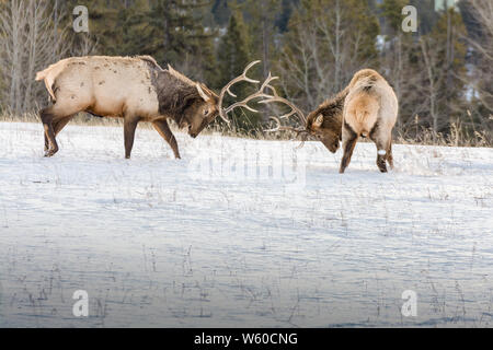 L'entraînement de wapitis dans le parc national Banff, Alberta, Canada Banque D'Images