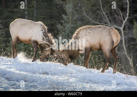 L'entraînement de wapitis dans le parc national Banff, Alberta, Canada Banque D'Images