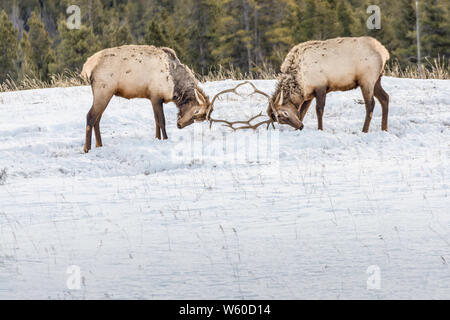 L'entraînement de wapitis dans le parc national Banff, Alberta, Canada Banque D'Images