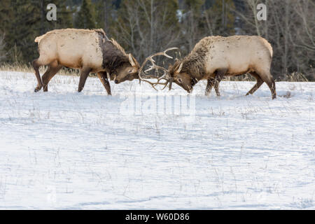 L'entraînement de wapitis dans le parc national Banff, Alberta, Canada Banque D'Images