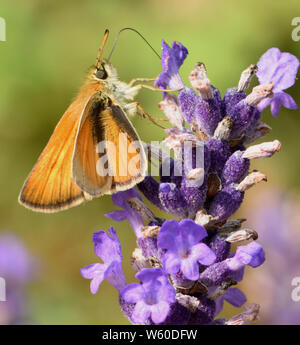 Un petit papillon skipper (Thymelicus sylvestris) se nourrissant de nectar de la lavande (Lavandula angustifolia) fleur. Bedgebury Forêt, Hawkhurst, Ke Banque D'Images