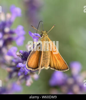 Un petit papillon skipper (Thymelicus sylvestris) se nourrissant de nectar de la lavande (Lavandula angustifolia) fleur. Bedgebury Forêt, Hawkhurst, Ke Banque D'Images