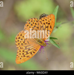 Un mâle silver-lavé fritillary (Argynnis paphia) sur une fleur de centaurée maculée (Centaurea nigra) à côté d'une piste forestière. Bedgebury Forêt, Kent, UK. Banque D'Images