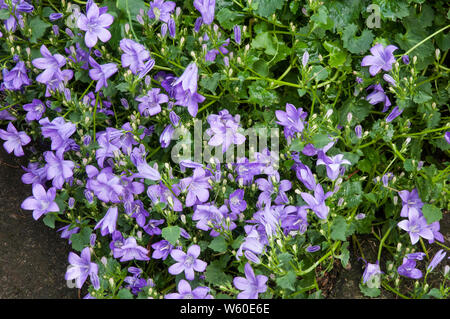 Campanula poscharskyana ou Bellflower une vivace vigoureuse et entièrement robuste avec des fleurs violettes traînant en bas d'un mur de pierre. Banque D'Images