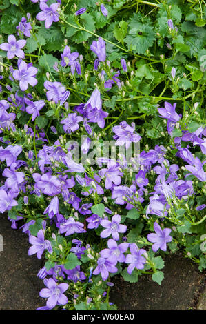 Bellflower Campanula poscharskyana ou une vigoureuse plante vivace à fleurs violettes en retrait vers le bas d'un mur de pierre Banque D'Images