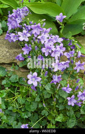 Bellflower Campanula poscharskyana ou une vigoureuse plante vivace à fleurs violettes en retrait vers le bas d'un mur de pierre Banque D'Images