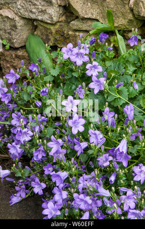 Bellflower Campanula poscharskyana ou une vigoureuse plante vivace à fleurs violettes en retrait vers le bas d'un mur de pierre Banque D'Images