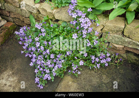 Bellflower Campanula poscharskyana ou une vigoureuse plante vivace à fleurs violettes en retrait vers le bas d'un mur de pierre Banque D'Images