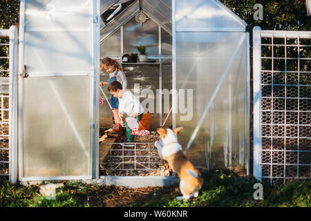 Les jeunes frère et sœur contrôle sur les plantes en vert maison avec chien Banque D'Images