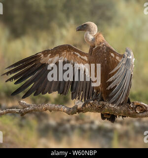 Vautour fauve Gyps fulvus Banque D'Images