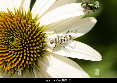 Chlorophorus varius, le bois de la vigne, de l'agrile du frêne est un coléoptère de la famille des Cerambycidae. Trouvé sur un cône fleurs en juillet, Basse Autriche Banque D'Images