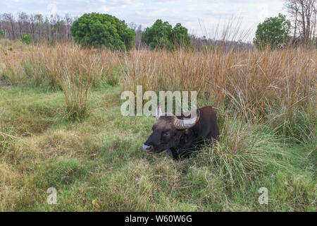 Gaur (Bos gaurus, bison indien), la plus grande des espèces de bétail sauvage, la Réserve de tigres de Satpura (Parc National de Satpura), le Madhya Pradesh, Inde centrale Banque D'Images