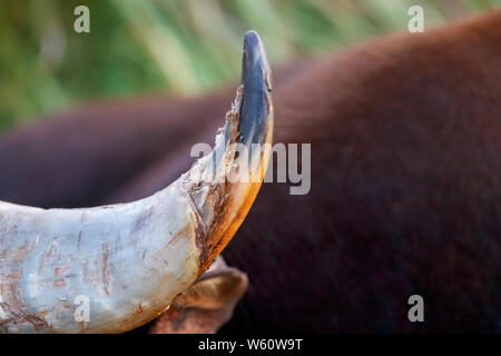 Close up de la pointe d'une corne gaur (Bos gaurus, Indian bison), la Réserve de tigres de Satpura (Parc National de Satpura), le Madhya Pradesh, Inde centrale Banque D'Images