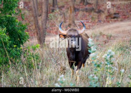 Gaur (Bos gaurus, bison indien), la plus grande des espèces de bétail sauvage, la Réserve de tigres de Satpura (Parc National de Satpura), le Madhya Pradesh, Inde centrale Banque D'Images