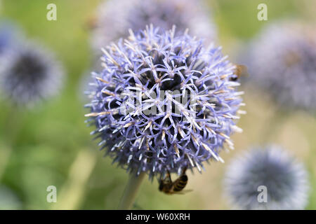 Echinops ritro 'Veitch's Blue' (nom commun : petit globe thistle) floraison en Basse Autriche Banque D'Images