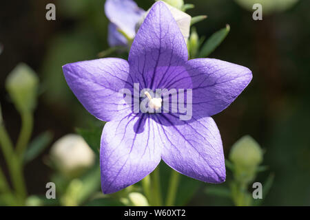 Un Lamium orvala violet (également connu sous le nom de balloon flower, chinois bellflower et platycodon) - location Basse-autriche Banque D'Images