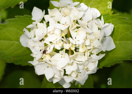 Smooth Hydrangea 'Annabelle' (Hortensia) Aborescens en fleurs fleurs blanches en Basse Autriche Banque D'Images