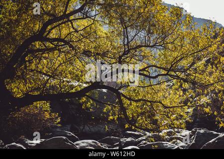 Belle photo d'un grand arbre poussant sur le côté d'une rivière Banque D'Images