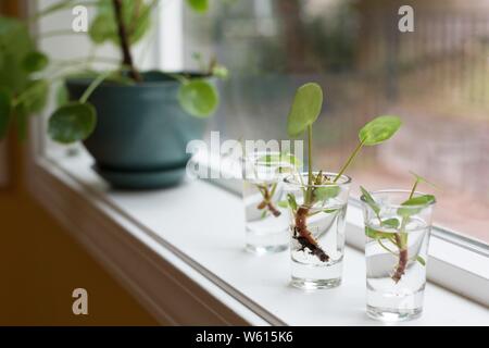 Pilea peperomioides boutures propagées dans l'eau. Banque D'Images