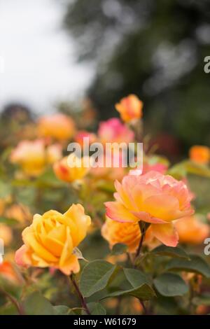 Rosa 'Strike il riche' Hybrid Tea Rose. Banque D'Images