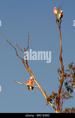 Trois Australian Galahs, Cacata roseicapilla, reposant sur une branche morte en fin d'après-midi soleil contre un ciel bleu. Banque D'Images