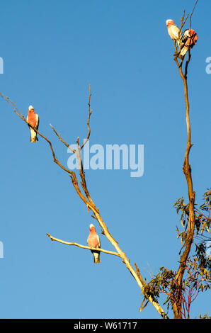 4 Australian Galahs, Cacatua roseicapilla, reposant sur une branche morte en fin d'après-midi soleil. Banque D'Images