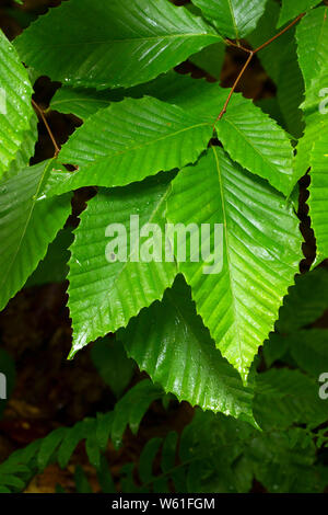 Le hêtre américain (Fagus grandifolia) feuilles le long de la gorge de la rivière Quinnipiac Trail Sentier linéaire, Meriden, Meriden, Connecticut Banque D'Images