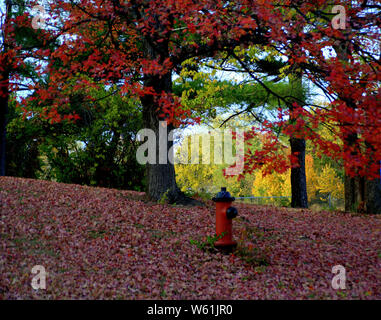 Les feuilles changent de couleur couleurs sur une colline avec une bouche d'incendie au milieu Banque D'Images