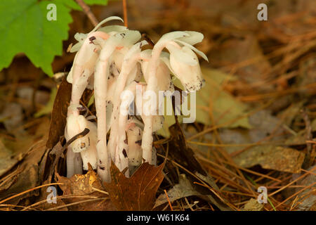 Indian pipe (Monotropa uniflora), Wells State Park, Massachusetts Banque D'Images