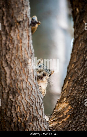 Squirrel peeking autour de membre de l'arbre avec son pied qui sort Banque D'Images