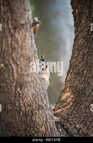 Squirrel peeking autour de membre de l'arbre avec son pied qui sort Banque D'Images