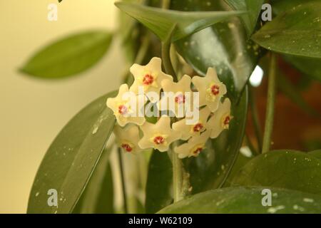 Une grande floraison de plantes Hoya Banque D'Images