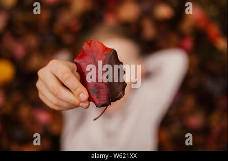 Un enfant jette en une pile de feuilles à l'automne automne et détient une feuille tombée avec tons rouges au plus près de l'appareil photo. Banque D'Images