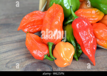 Bhut jolokia : hottest poivre de chili dans la benne de bambou Banque D'Images