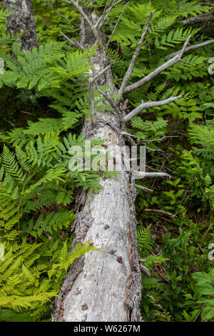 Image d'un arbre tombé dans la forêt en décomposition avec la croissance des plantes et de fougères qui l'entourent dans le Maine USA Banque D'Images