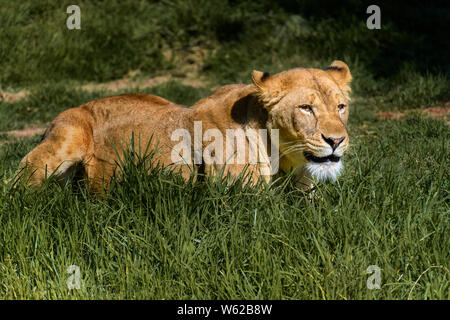 Femme lion, lionne (Panthera leo) allongé dans l'herbe, les yeux dans la distance Banque D'Images