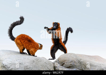 Deux rouges Gélinotte Lemur (Le Varecia rubra) sur un rocher ; un comité permanent et d'un accroupi Banque D'Images