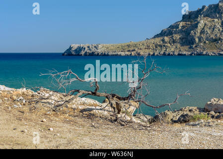 Arbre Sec sur le bord de la mer près de la plage de Agathi. Rhodes Grèce Europe Banque D'Images