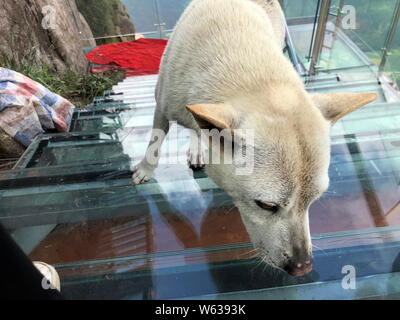 Un chien monte la Chine's premier escalier à fond de verre le long d'une falaise à Qingyuan city, province de Guangdong, Chine du sud, le 19 septembre 2018. Un p Banque D'Images