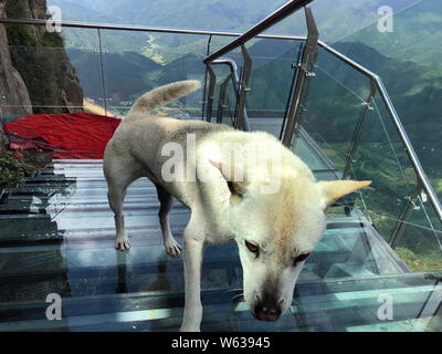 Un chien monte la Chine's premier escalier à fond de verre le long d'une falaise à Qingyuan city, province de Guangdong, Chine du sud, le 19 septembre 2018. Un p Banque D'Images