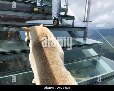 Un chien monte la Chine's premier escalier à fond de verre le long d'une falaise à Qingyuan city, province de Guangdong, Chine du sud, le 19 septembre 2018. Un p Banque D'Images