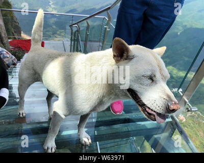 Un chien monte la Chine's premier escalier à fond de verre le long d'une falaise à Qingyuan city, province de Guangdong, Chine du sud, le 19 septembre 2018. Un p Banque D'Images