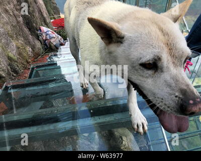 Un chien monte la Chine's premier escalier à fond de verre le long d'une falaise à Qingyuan city, province de Guangdong, Chine du sud, le 19 septembre 2018. Un p Banque D'Images