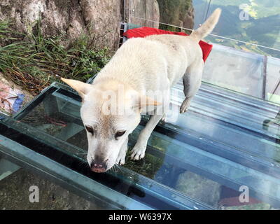 Un chien monte la Chine's premier escalier à fond de verre le long d'une falaise à Qingyuan city, province de Guangdong, Chine du sud, le 19 septembre 2018. Un p Banque D'Images