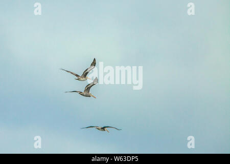 Les pélicans péruviens volant à Islas Ballestas près de Parc National de Paracas, au Pérou. Également surnommé 'poor mans' Galapagos. Banque D'Images
