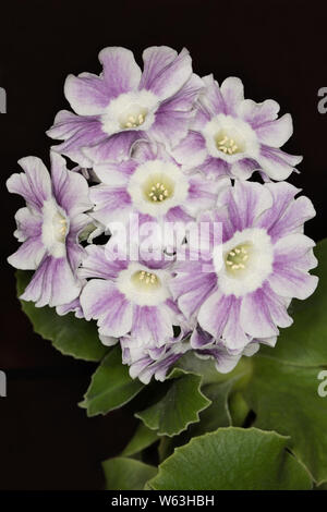 Mauve et blanc à rayures Primula auricula Banque D'Images